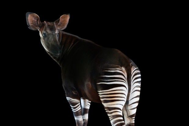 Okapi